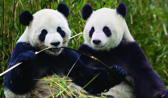Thanks to the arrival of two giant pandas, the garden also enjoys an international reputation.