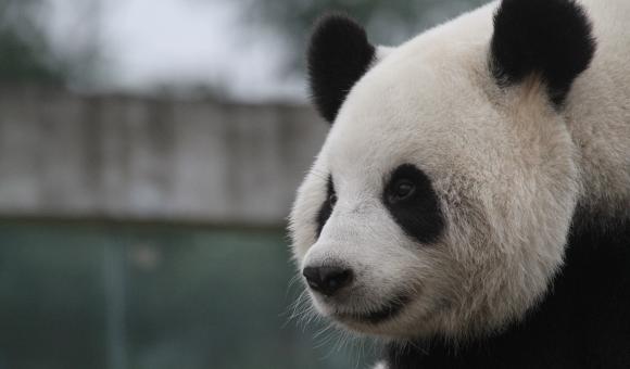 Hao Hao a été élue "Panda favori de Chine" en 2013.