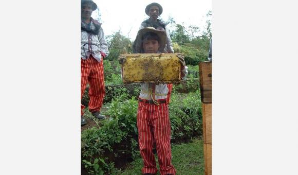 Au Guatemala, la coopérative Guayab regroupe des producteurs de miel