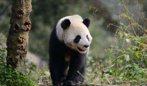 Il ne reste plus que 1 600 pandas géants vivant à l'état sauvage. 