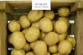 The Louisa potato comes from the crossbreed of the Gasoré and the Victoria.
