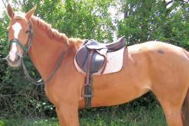 A therapeutic horse saddle 