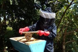 Ruche kényane du rucher pédagogique IFER-Marza - Région de l'Adamaoua (Cameroun)