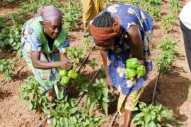 Les sites d'irrigation "goutte-à-goutte" permettent de faire pousser tomates et poivrons, mais aussi ail, oignons, aubergines, concombres... 