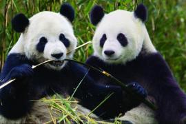 Thanks to the arrival of two giant pandas, the garden also enjoys an international reputation.