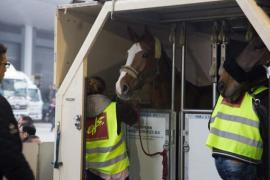 Liege Airport, from which all the European horses are leaving, is a partner of the « Longines Hong Kong Masters ». 